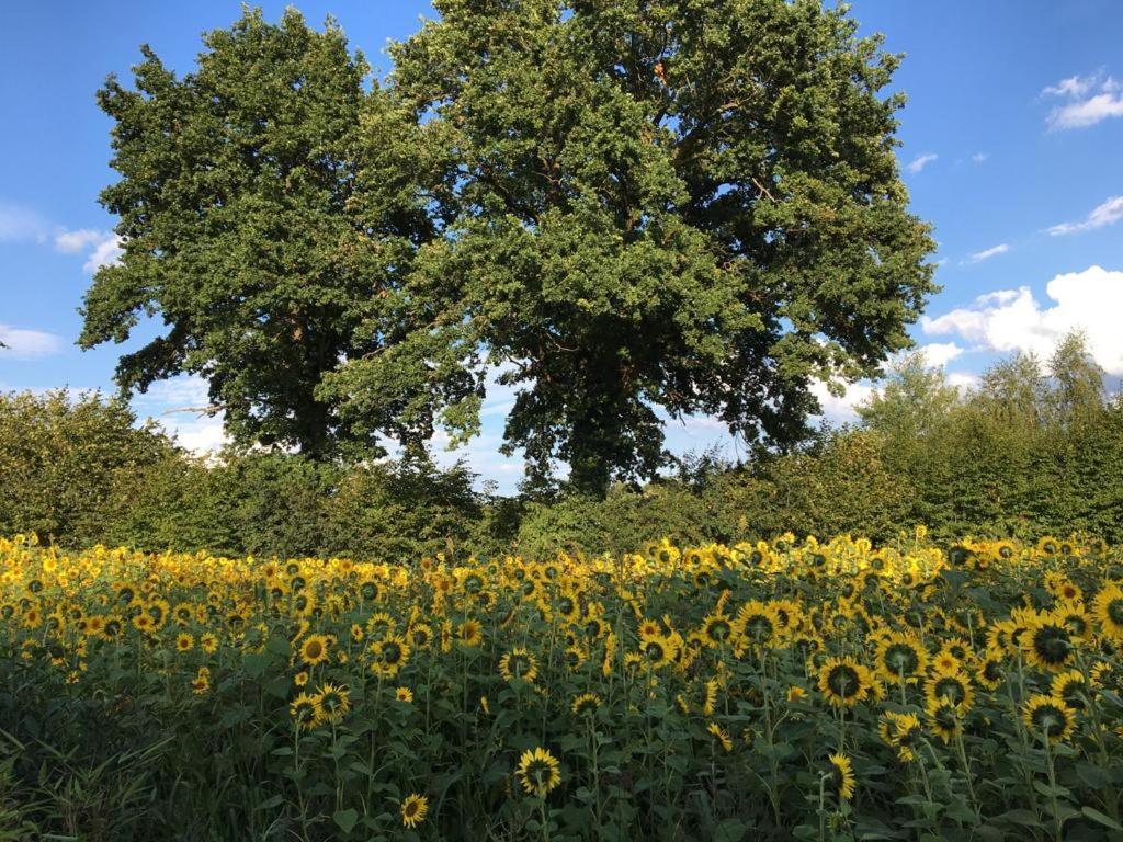 Scharbeutz! Bed & Breakfast, Eig. Bad, Terrasse, Veg./Veganem Fruehst., Allergiker Bed and Breakfast Exteriör bild